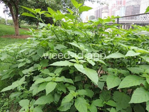 nightshade, eastern black